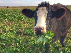 cow eating cover crop